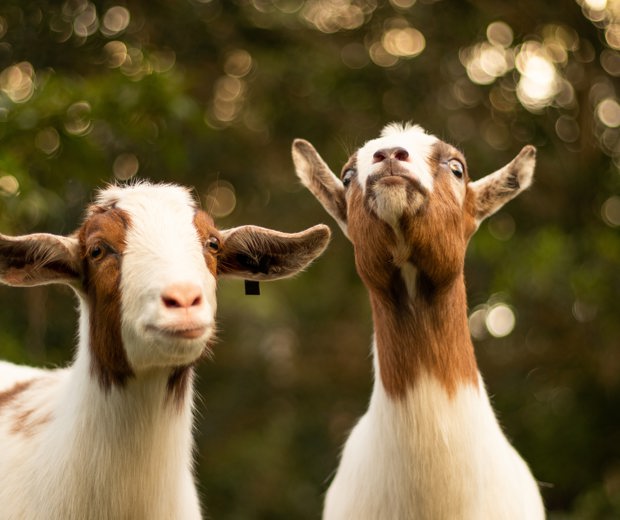 Bauernhof mit Viehaltung in Südtirol Ziegen mit weißbraunem Fell
